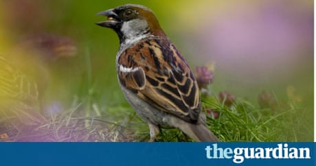 https://i.guim.co.uk/img/static/sys-images/Guardian/About/General/2012/11/18/1353266053691/House-sparrow-010.jpg?w=1200&h=630&q=55&auto=format&usm=12&fit=crop&crop=faces%2Centropy&bm=normal&ba=bottom%2Cleft&blend64=aHR0cHM6Ly91cGxvYWRzLmd1aW0uY28udWsvMjAxNi8wNS8yNS9vdmVybGF5LWxvZ28tMTIwMC05MF9vcHQucG5n&s=0031a102e0cbb11eabebf5b9184a48d6