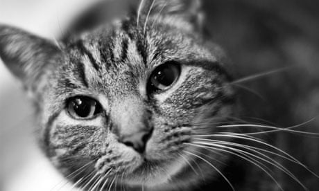 A cat photographed with a 50mm lens