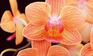 orchid