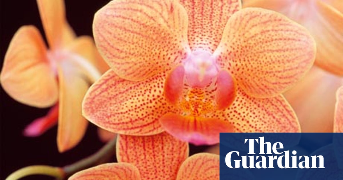 Gardens All About Orchids Life And Style The Guardian