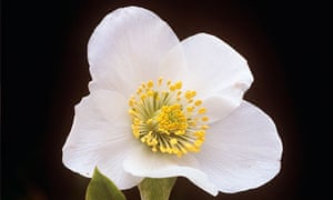 christmas rose