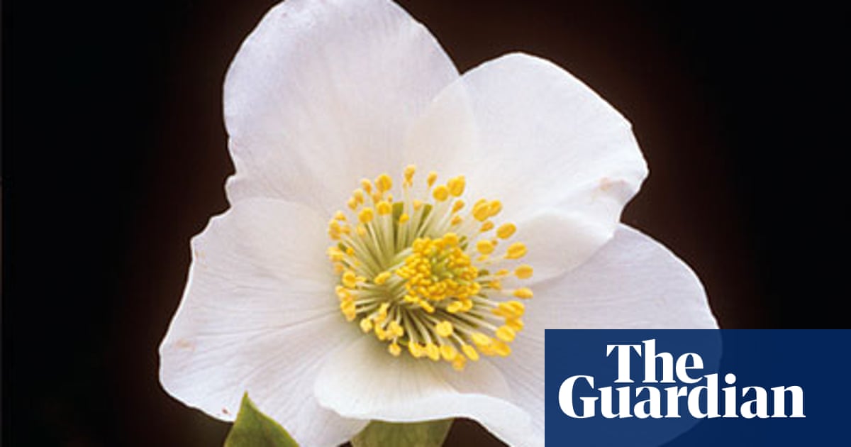 Plant Of The Week Christmas Rose Gardens The Guardian