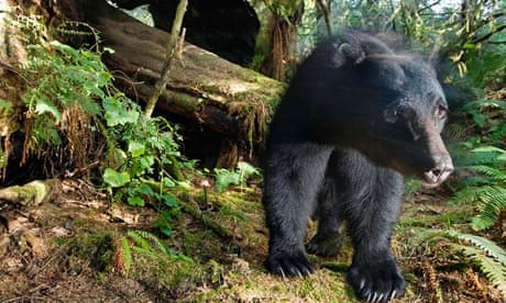 A black bear prowls redwood forest.