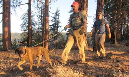 Cajun the hound, Dan Tichenor and Josh Brones in the woods of Yolla Bolly.