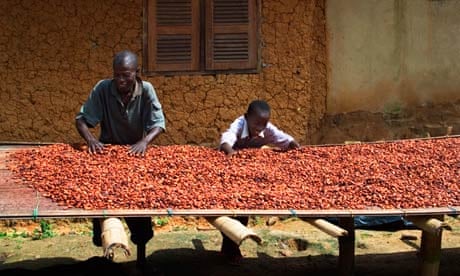 cocoa beans being dried in Ghana West Africa. 