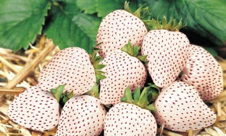 Plant of the week: Strawberry 'Snow White'