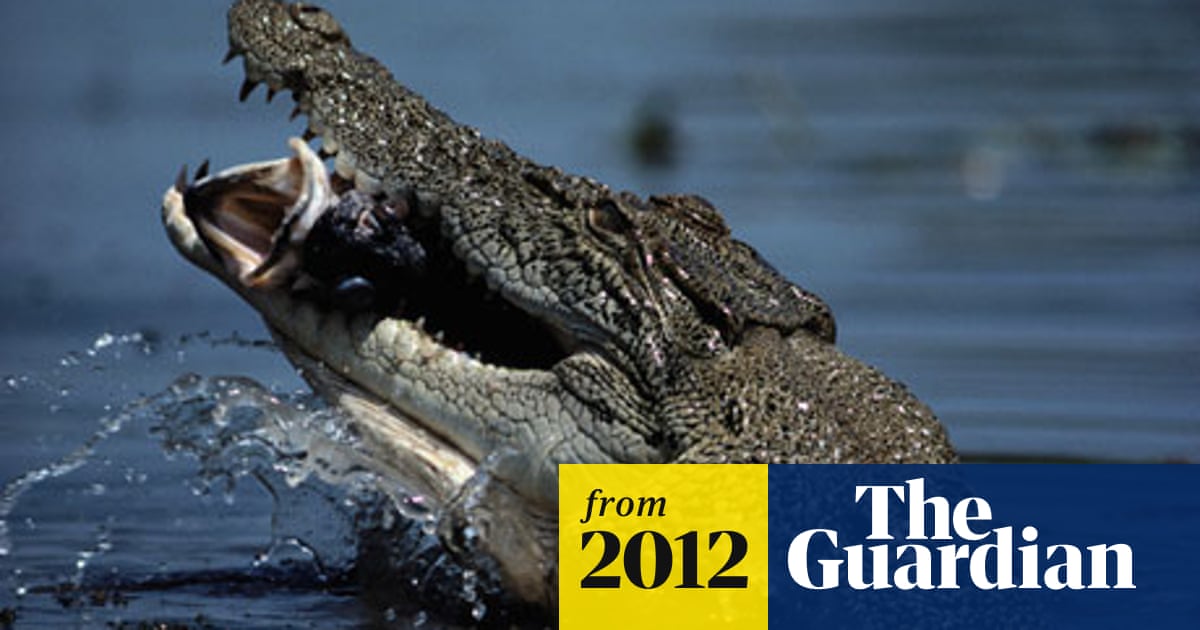 Crocodile attacks boy swimming in Australian river Australia news The Guardian Crocodile attacks boy swimming in Australian river Australia news The Guardian