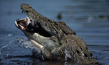 The boy was grabbed by a Crocodile while swimming in a group.