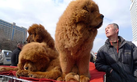 Tibetan Mastiff dogs China