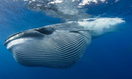 A Bryde's whale