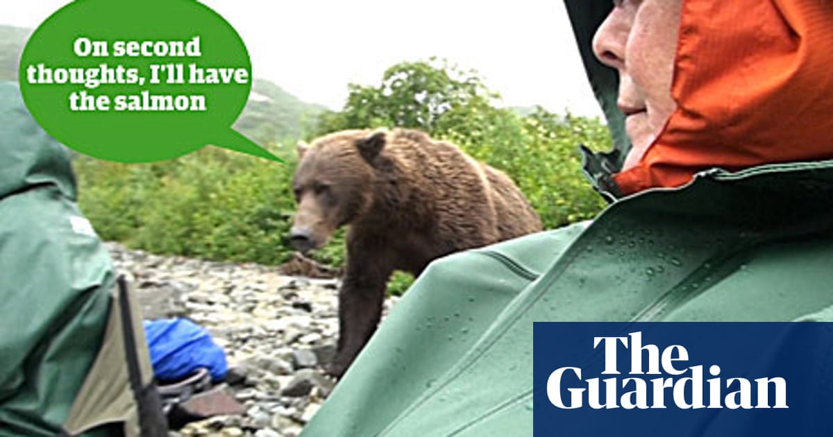 What Would You Do If A Bear Charged You Animal Behaviour The Guardian What Would You Do If A Bear Charged You Animal Behaviour The Guardian