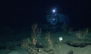 Bp Oil Spill Seriously Harmed Deep Sea Corals Scientists
