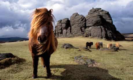 Dartmoor ponies on Dartmoor UK