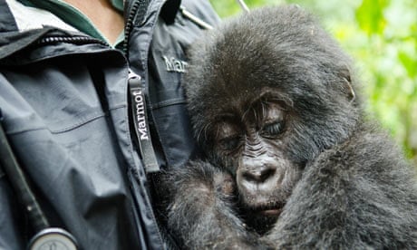 an analysis of gorillas Gorillas in the mist tells us what dian fossey accomplished and what happened to her, but it doesn't tell us who she was, and at the end that's what we want to know here is a movie that has gone to great lengths to be technically accomplished - the shots of the apes are everything we could wish. an analysis of gorillas Gorillas in the mist tells us what dian fossey accomplished and what happened to her, but it doesn't tell us who she was, and at the end that's what we want to know here is a movie that has gone to great lengths to be technically accomplished - the shots of the apes are everything we could wish.