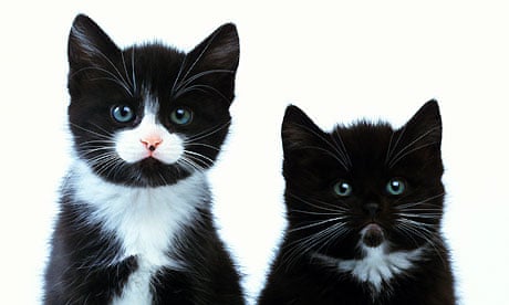 Two black and white kittens