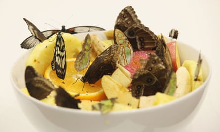 Butterflies feature as part of Damien Hirst's work In and Out of Love
