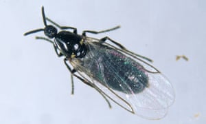 Ask Alys your gardening questions answered Life and Ask Alys your gardening questions answered Life and