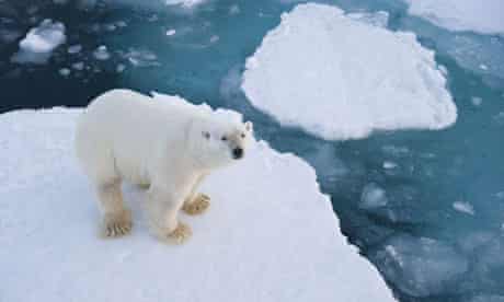 A polar bear near Longyearbyen, the capital of Svalbard, Norway, where an oil rush is threatening