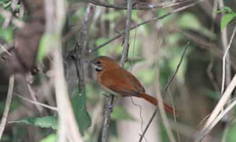 Hoary-throated Spinetail