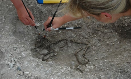 The tiny skeleton of a dog at the Silchester dig