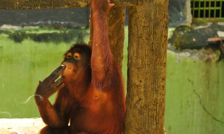 Tori the Orangutan at Taru Jurug zoo