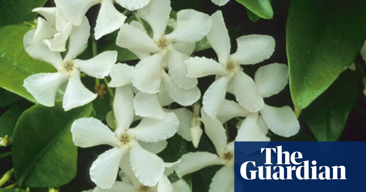 Plant Of The Week Star Jasmine Life And Style The Guardian