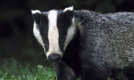 Badgers face cull
