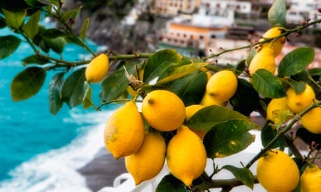 Amalfi lemon growers
