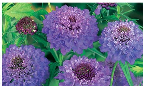 Plant of the week: Scabious 'Blue Jeans'