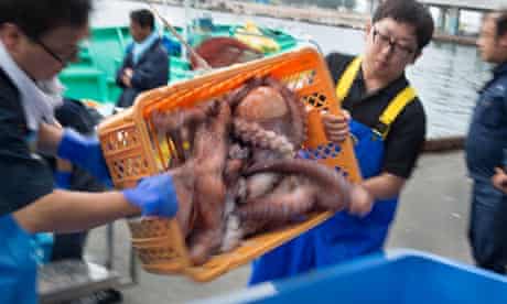 Japanese fisherman unload octopus catch