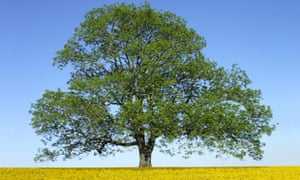 Oliver Rackham Tree Writer Leaves Behind Big Boots To Fill