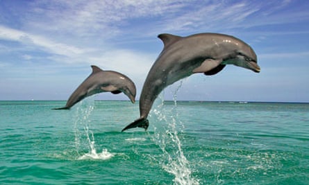 Swimming with dolphins … something you want to do before it's too late?