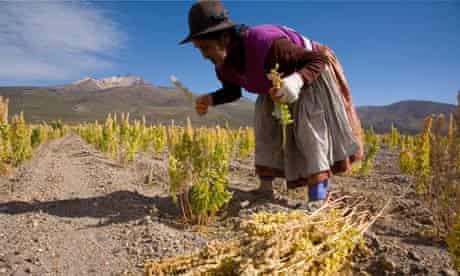 Bolivian woman harvesting Quinoa