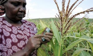 Kenyan farmer sending a text message