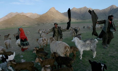 afghanistan-nomads-tend-to-flock