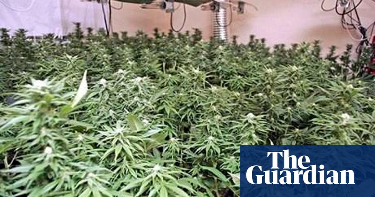 How to spot if you have a cannabis farm next door | Cannabis | The Guardian How to spot if you have a cannabis farm next door | Cannabis | The Guardian