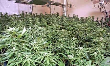 How To Spot If You Have A Cannabis Farm Next Door Society The Guardian