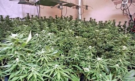 How To Spot If You Have A Cannabis Farm Next Door Cannabis The Guardian