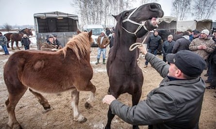 Horse fair in Poland