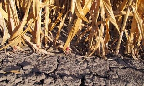 Corn crops in New Florence, Missouri, wither in the devastating drought of 2012.