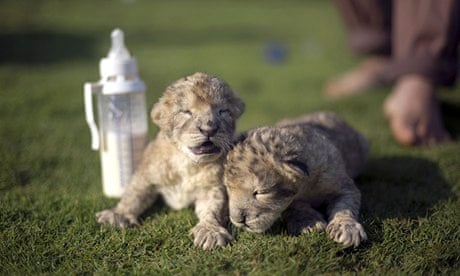 lion cubs Fajr and Sijil at a zoo in the northern Gaza Strip town of Beit Lahia