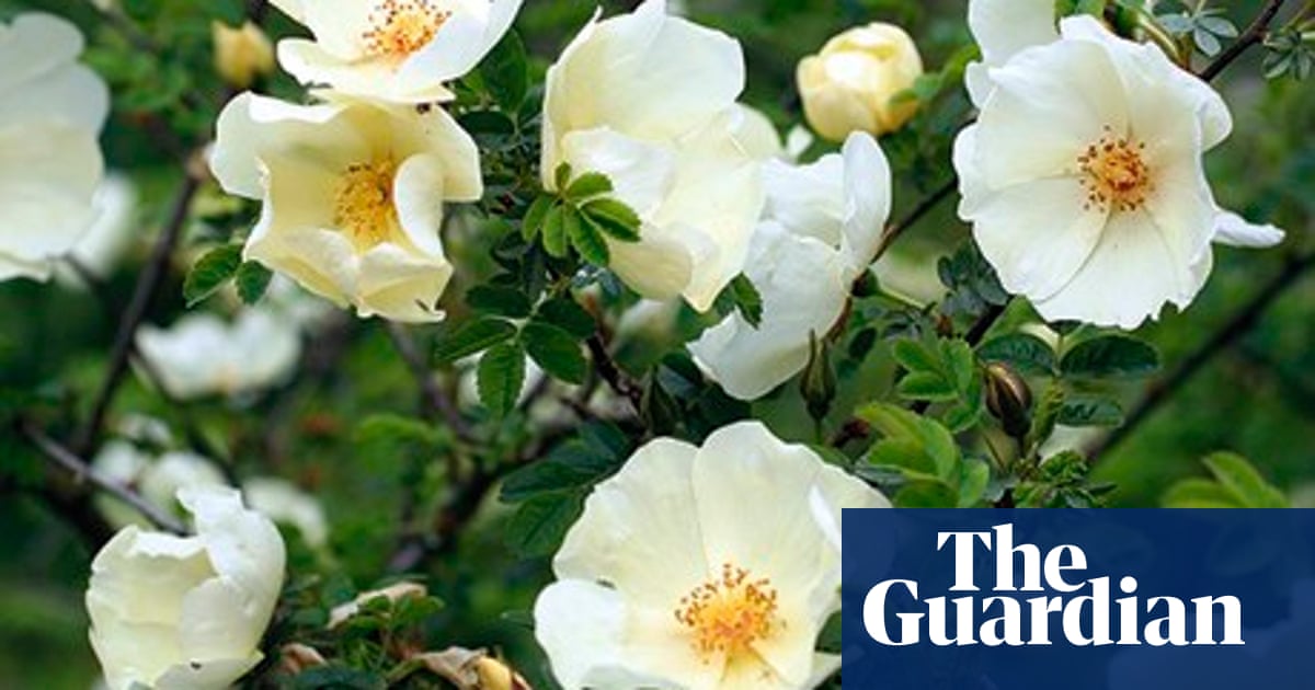 Gardens Roses On Their Own Roots Gardens The Guardian Gardens Roses On Their Own Roots Gardens The Guardian