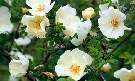 Gardens: roses on their own roots | Gardens | The Guardian Gardens: roses on their own roots | Gardens | The Guardian