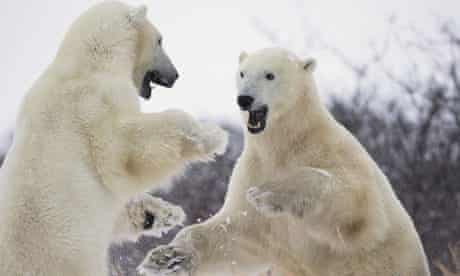 Polar bears playing in Hudson Bay