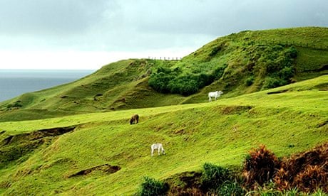 animals grazing on hills