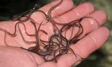 Eel exfoliation baths: what a raving mad idea | Beauty | The Guardian