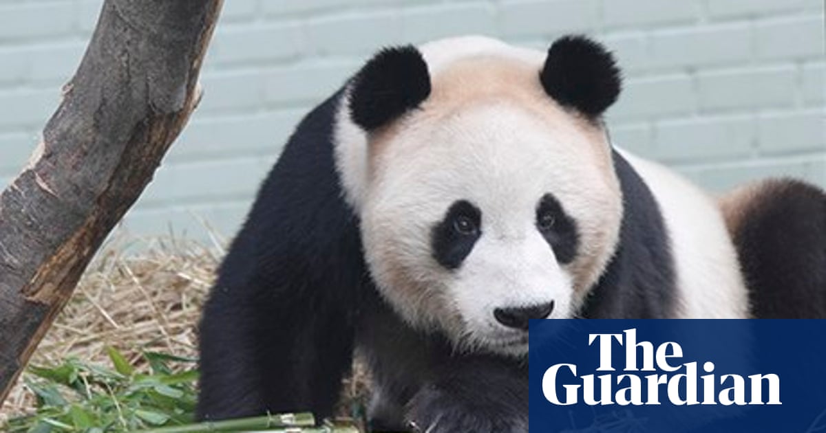 How do I become ... a panda keeper | Wildlife | The Guardian