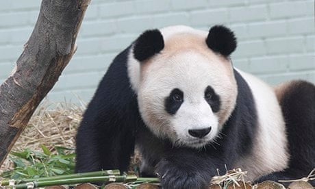 Yang Guang the panda 
