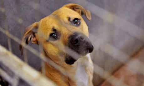 Free Dog Microchipping Through Vets Dogs Vets Dogs Trust