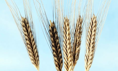 Einkorn wheat … vanished from British tables a long time ago.